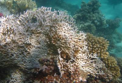 مادة في شعاب البحر الأحمر تعالج سرطان البشرة