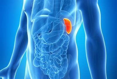 بحث طبي يعيد الاعتبار الى الطحال المظلوم بين اعضاء الجسم