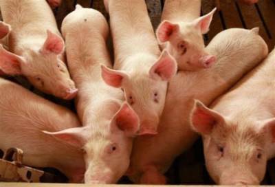 إكتشاف بؤر للأنفلونزا الخنازير في مصر والوزارة تبحث العلاج في المنزل