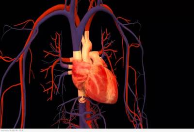 الدليل الكامل لتشخيص وعلاج التهاب العضلة القلبية