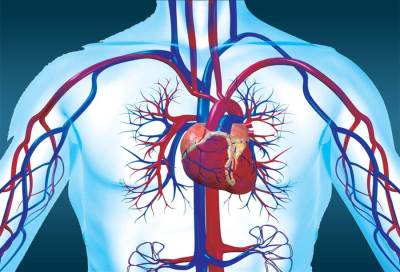 القلب .. نتائج مثيرة تشير إلى قدرته على إعادة بناء نفسه