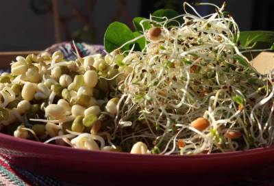 براعم الفاصوليا هي مصدر وباء الايكولاي يألمانيا