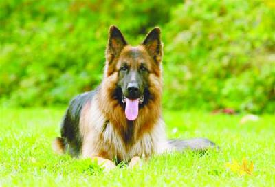 حرب طاحنة بين آكلي الكلاب ومحبيها في الصين 