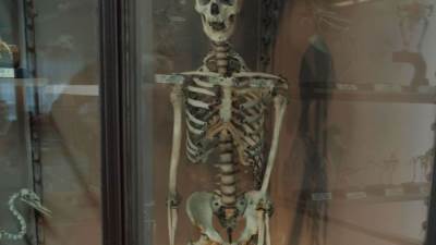 الهيكل العظمي .. ألغازه وعلاقته بالجنس ومرض السكري