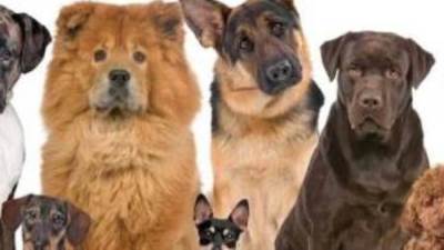 كيف يمكن التعرف علي شخصية الرجل من نوع الكلب الذي يقتنيه؟