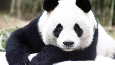 نفوق اول باندا للتناسل الطبيعي باليابان بعد انتظاره 24 سنة