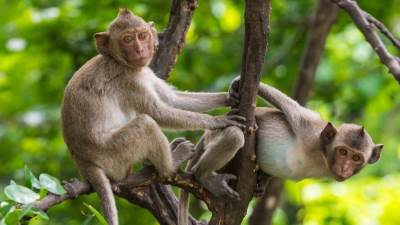 أمرأة تعيش مع القرود 5 سنوات في غابة