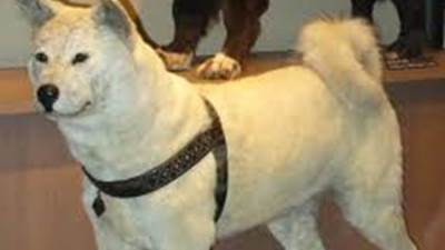 مقتل مسئول حكومى دفاعا عن كلبه فى فيتنام