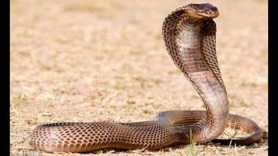 إحباط محاولة لتهريب 600 أفعى كوبرا في تايلاند