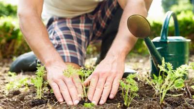 6 أنواع من الخضروات يمكنك زراعتها في حديقتك العضوية