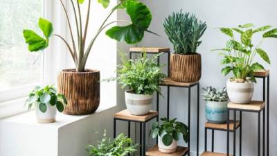 الاهتمام بنباتات المنزل