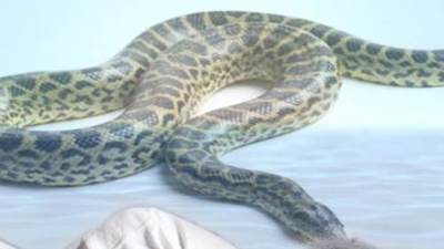 إمرأة تحاول قتل ثعبان فحرقت منزلها