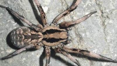 بالصور.. إكتشاف فصيلة جديدة من العنكبوت الذئبي بحجم وجه الإنسان