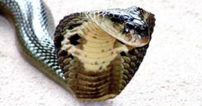 ضبط 53 ثعباناً من الكوبرا الملكية بحوزة سائق فى فيتنام