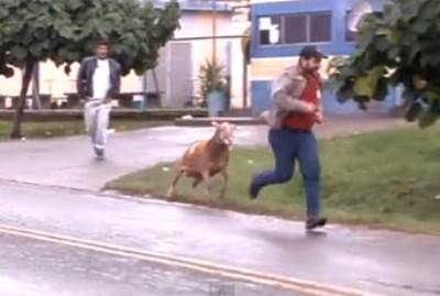 بالفيديو .. ماعز غاضبة تروع قرية برازيلية