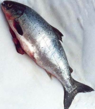 تعرفي علي الأسماك التي عليك تناولها أو تجنبها