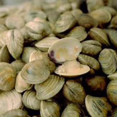  المحار يتصدر قائمة الأطعمة التي يرفض البريطانيين تناولها