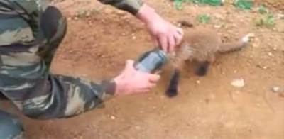 بالفيديو .. إنقاذ ثعلب علقت رأسه في برطمان