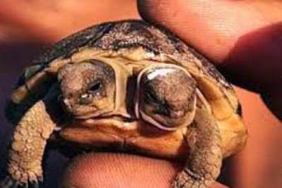  ولادة سلحفاة برأسين في حديقة حيوان سان أنطونيو