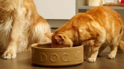 أشياء احذر أن تجد طريقها إلى حيواناتك الأليفة في فصل الصيف