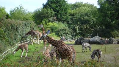 حديقة حيوان تقع في مشكلة والسبب ...؟