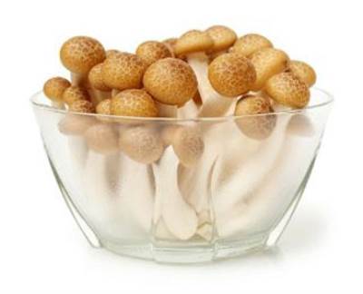 الفطر الياباني يحدّ من الإصابة بـ .. سرطان عنق الرحم