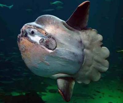 بالصور ..7 مخلوقات بحرية لا تعلم عنهم شيئاً