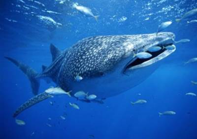  بالصور .. أنواع صديقة من أسماك القرش لانعلم عنها شيئا