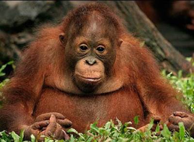 سيدة تعرف إنها حامل من قبلة قرد