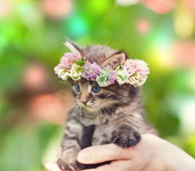 7 أسباب تدفعك لتربية الحيوانات