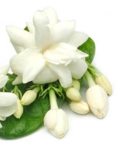 فوائد الياسمين لجمالك