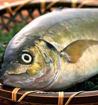  الأسماك تحافظ على بصرك