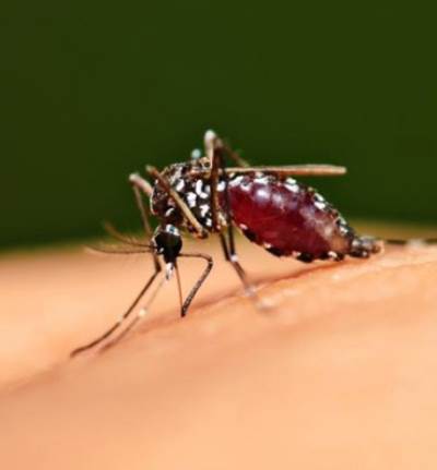 ألمانيا تستخدم طائرة من دون طيار للتحلص من البعوض