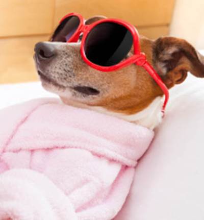 إنجاب أول "كلب أنابيب" في العالم