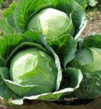  فقدان الوزن وفوائد صحية أخرى للكرنب