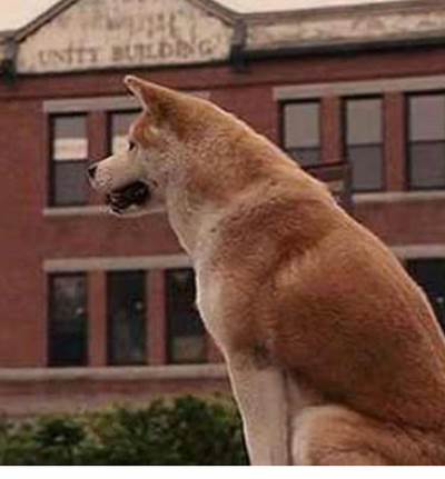 وفاءا له .. كلب ينتظر صاحبه شهرين أمام المستشفى