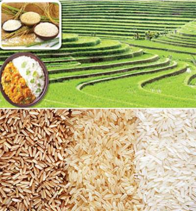 الأرز .. غذاء نصف سكان العالم