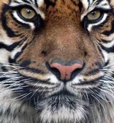 مشروب عظام النمور في الصين للرجال فقط