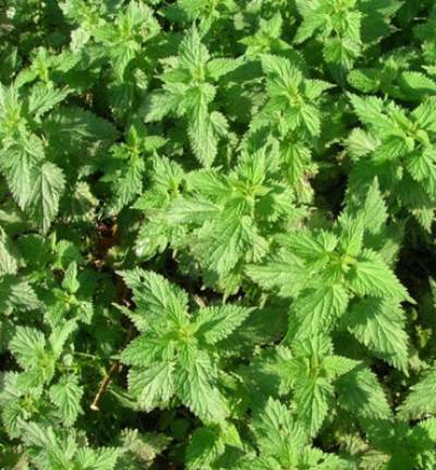 الفوائد الصحية لنبات "القراص"