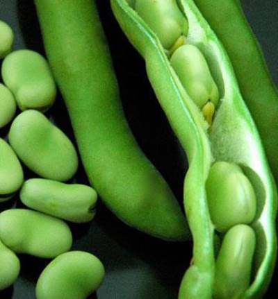 تعرفي علي فوائد وأضرار الفول الأخضر