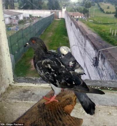 بالصور .. ضبط "حمامة" تحاول تهريب هاتف محمول إلى داخل سجن