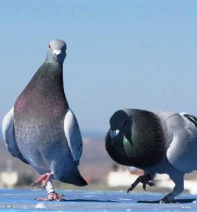 احتجاز 150 حمامة بتهمة التجسس 