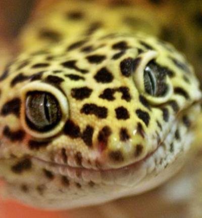 4 حيوانات غريبة أليفة سيستمتع طفلك بتربيتها بالبيت