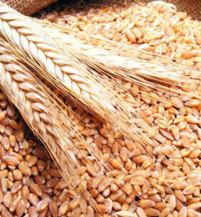 "القمح الأسود "منجم غنى بالبروتينات والفيتامينات والمعادن