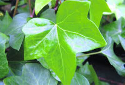 لأوراق اللبلاب فوائد صحية مذهلة تعرفي عليها