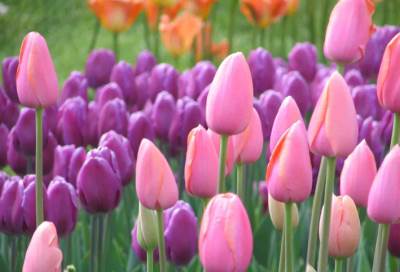 زرع 27 ألف زهرة توليب ليعيد سحر المدينة