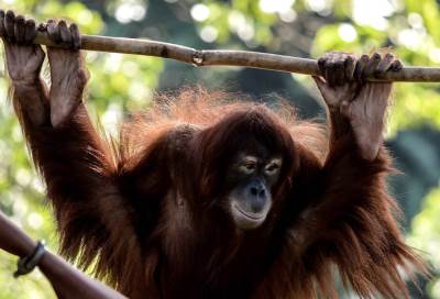 العثور على فتاة تعيش مع القرود