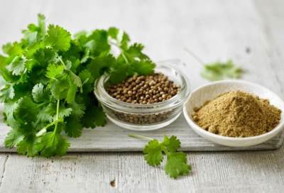 الكزبرة .. استخدمت لتحسين مذاق الطعام منذ بدايات العصر الحجري الحديث