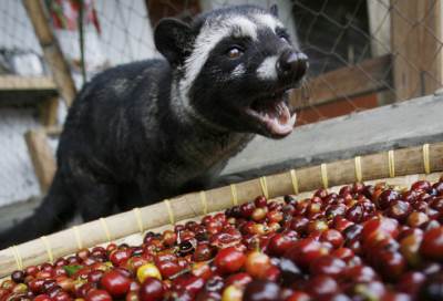 أغلى أنواع القهوة في العالم تصنع من البراز