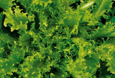 عُشب يُفيد القلب ويحمي الكبد